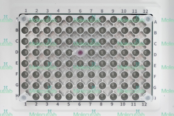 Амплификатор, 96 x 0.2 мл, c градиентом, скор. нагр. 3.5°C/сек, охл. 5.0°C/сек