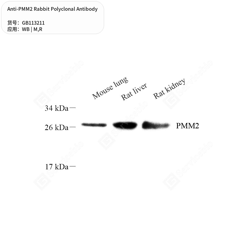 Антитела первичные, поликлональные кролика к PMM2 крысы, мыши, 50 мкл
