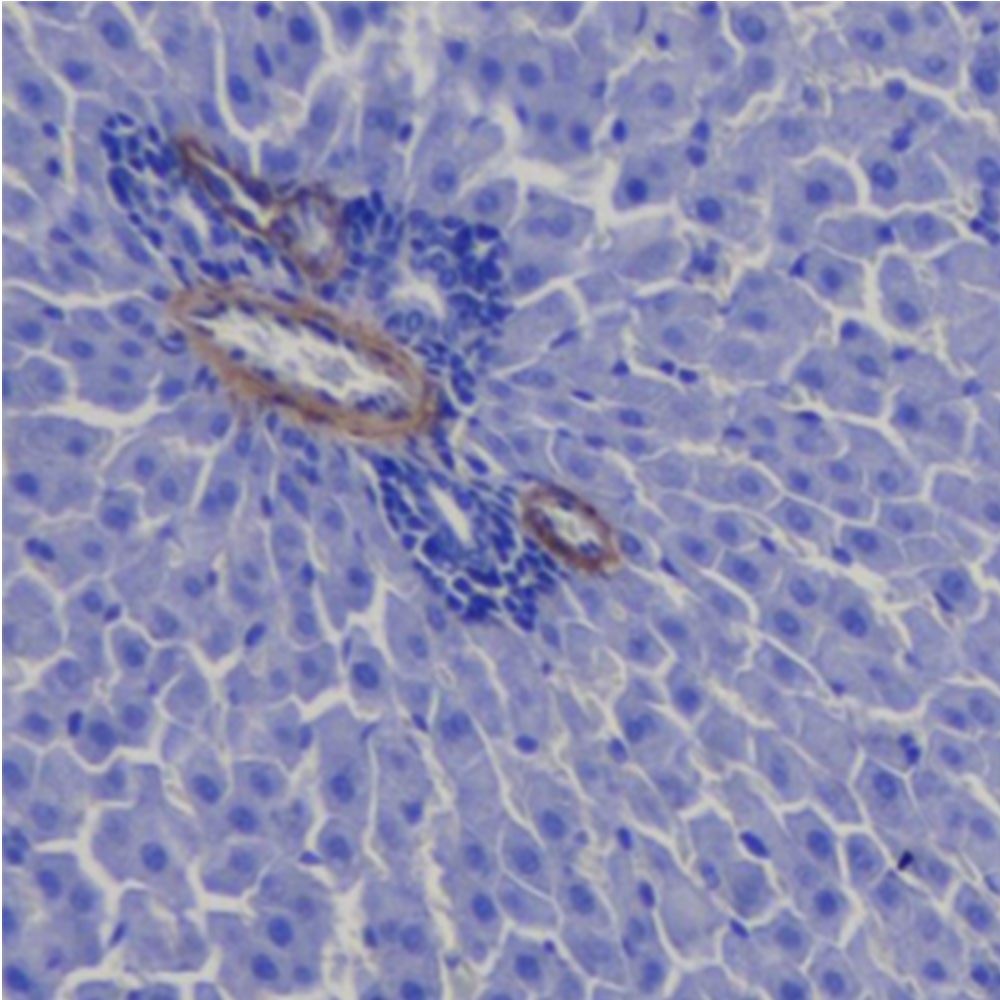 Антитела первич., моноклональные мыши к alpha smooth muscle Actin крол., крысы, мыши, чел., 50 мкл
