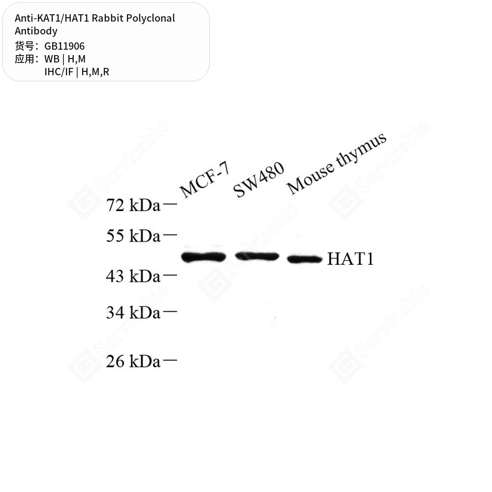 Антитела первичные, поликлональные кролика к KAT1/HAT1 крысы, мыши, человека, 50 мкл