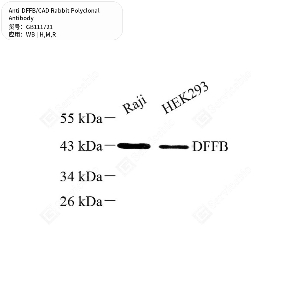 Антитела первичные, поликлональные кролика к DFFB/CAD крысы, мыши, человека, 100 мкл