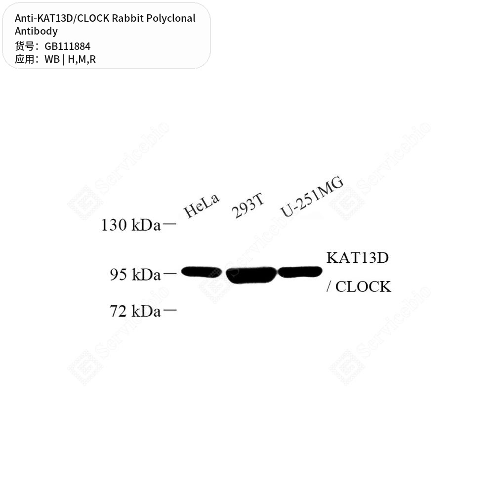 Антитела первичные, поликлональные кролика к KAT13D/CLOCK крысы, мыши, человека, 100 мкл