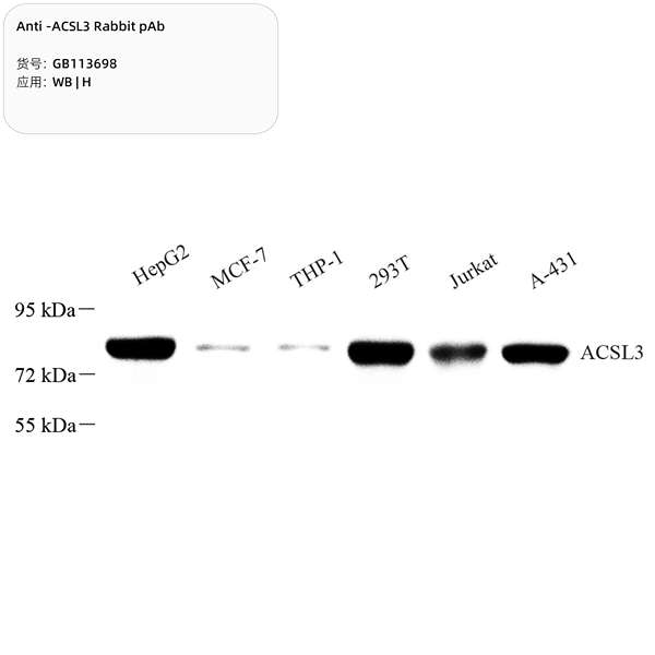 Антитела первичные, поликлональные, ACSL3, 100 мкл