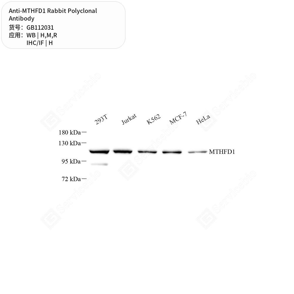 Антитела первичные, поликлональные кролика к MTHFD1 крысы, мыши, человека, 100 мкл