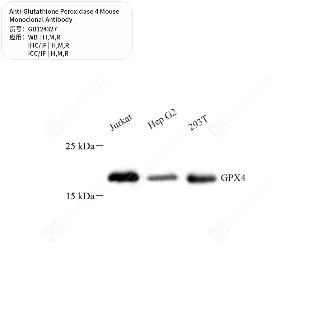 Антитела первичные, моноклональные мыши к Glutathione Peroxidase 4 крысы, мыши, человека, 50 мкл