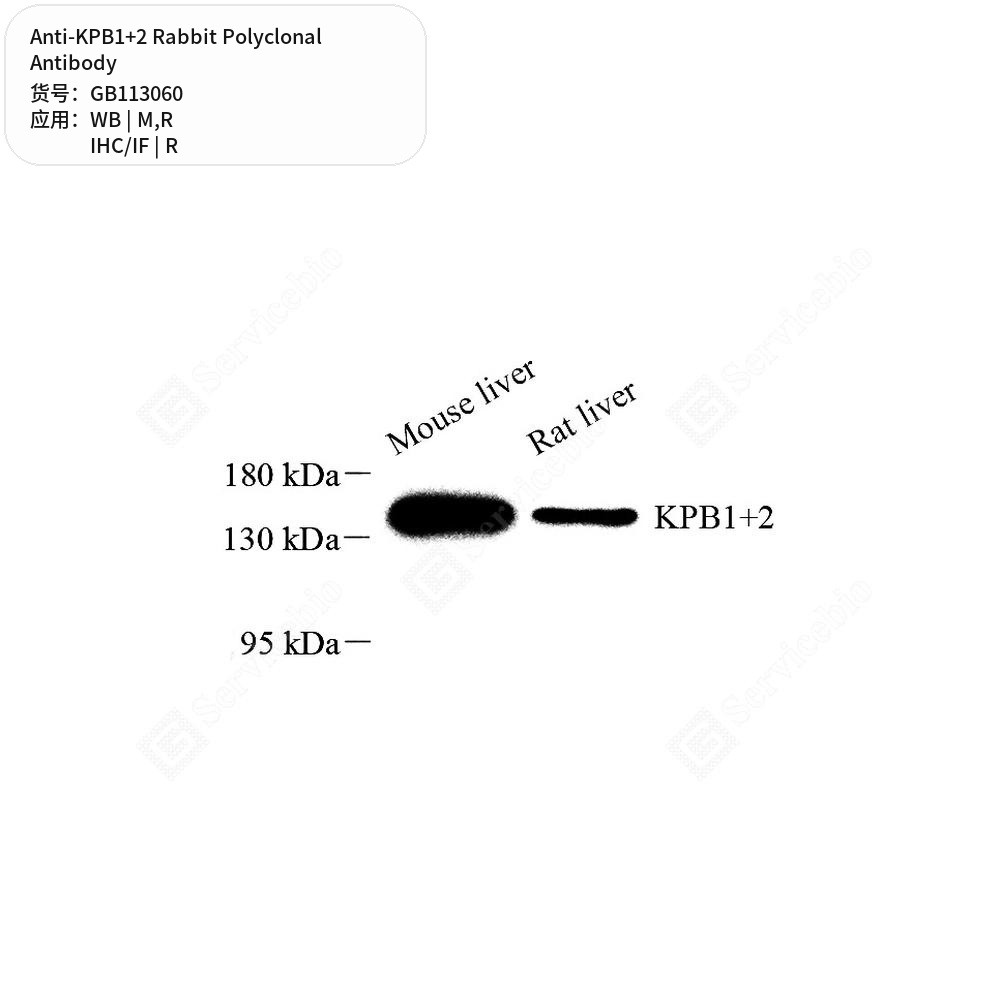 Антитела первичные, поликлональные кролика к KPB1+2 крысы, мыши, 100 мкл