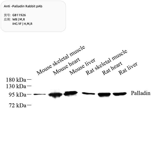 Антитела первичные, поликлональные, Palladin, 100 мкл
