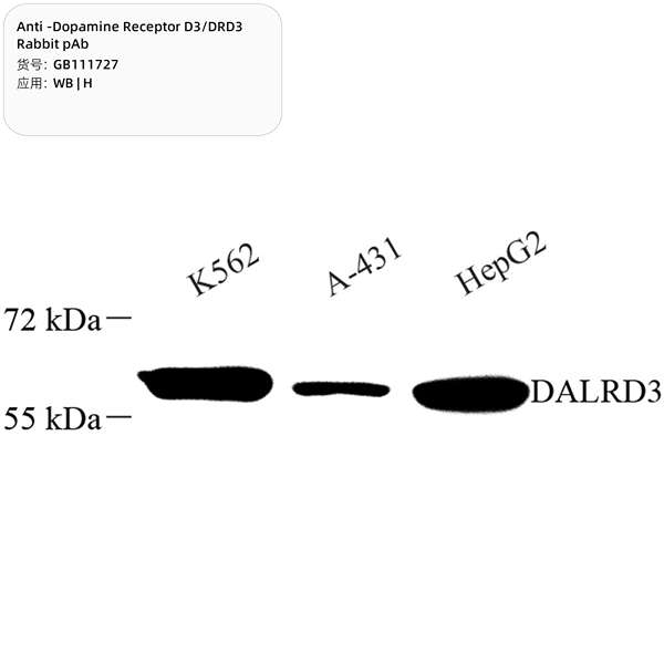 Антитела первичные, поликлональные, Dopamine Receptor D3/DRD3, 100 мкл