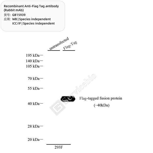 Антитела первичные, моноклональные FLAG Tag, 100 мкл