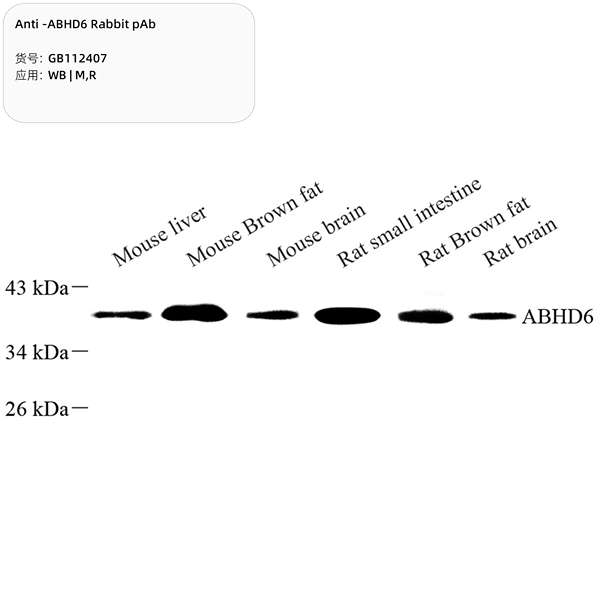 Антитела первичные, поликлональные, ABHD6, 100 мкл