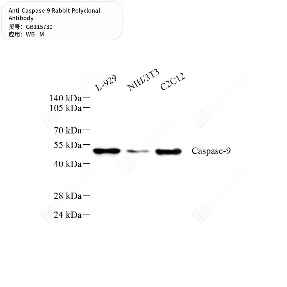 Антитела первичные, поликлональные кролика к Caspase-9 мыши, 50 мкл