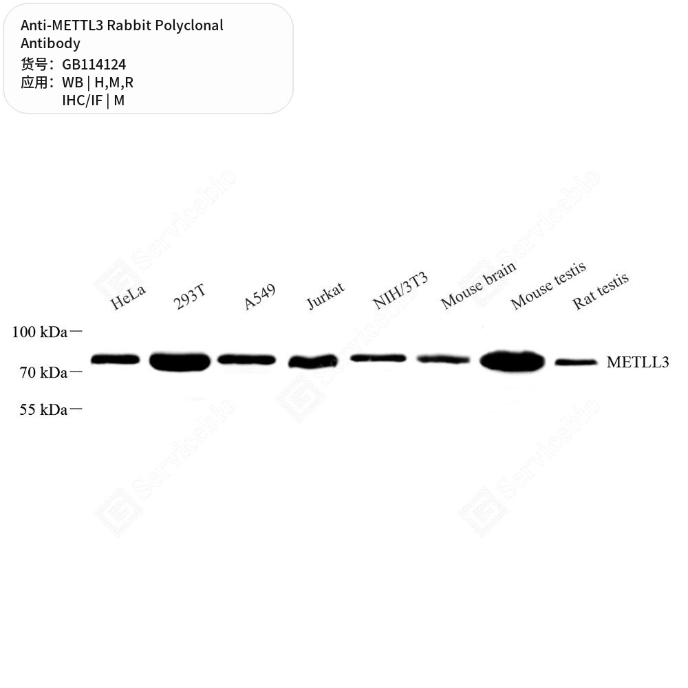 Антитела первичные, поликлональные кролика к METTL3 крысы, мыши, человека, 100 мкл