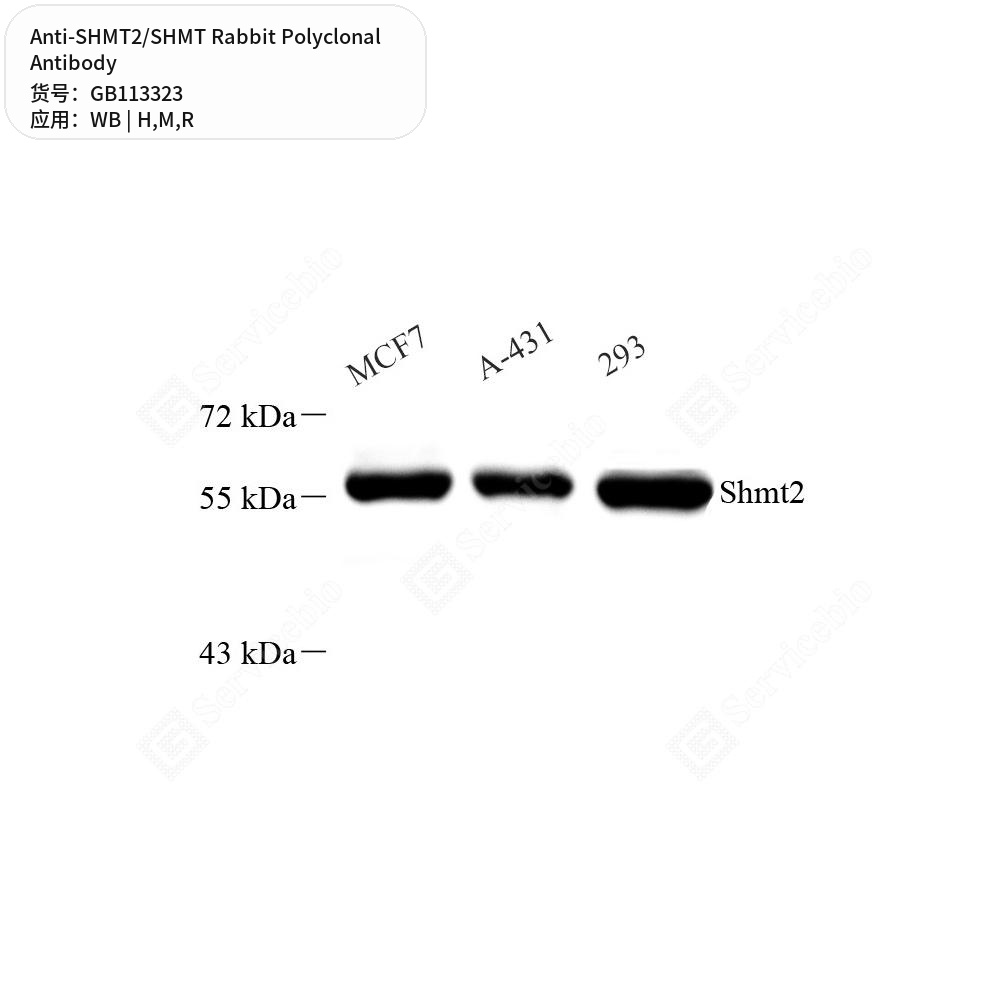 Антитела первичные, поликлональные кролика к SHMT2/SHMT крысы, мыши, человека, 50 мкл