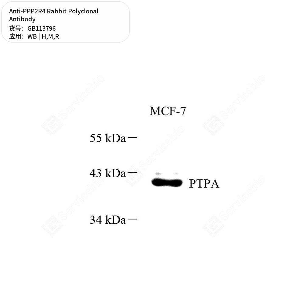 Антитела первичные, поликлональные кролика к PPP2R4 крысы, мыши, человека, 50 мкл
