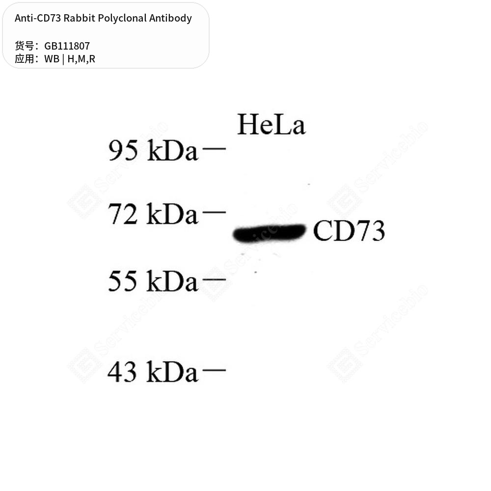 Антитела первичные, поликлональные кролика к CD73 крысы, мыши, человека, 100 мкл