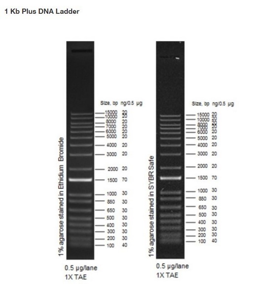 Маркеры молекулярной массы ДНК, 100-15000 п.о., 1Kb Plus DNA (18 фрагментов), 1000 мкг