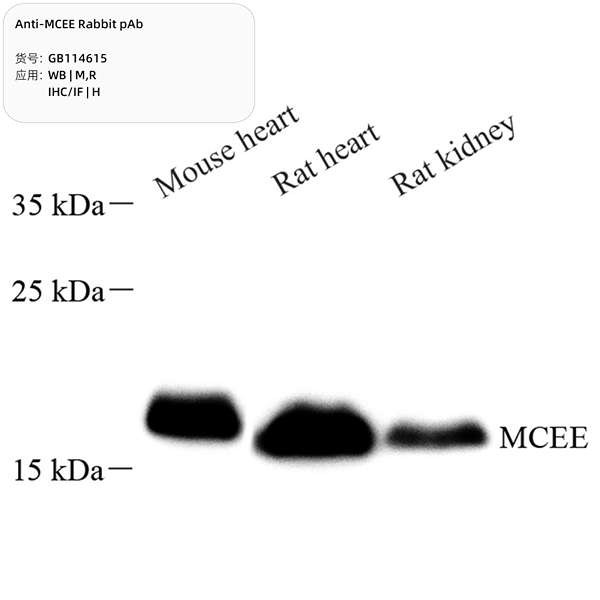 Антитела первичные, поликлональные, MCEE, 100 мкл