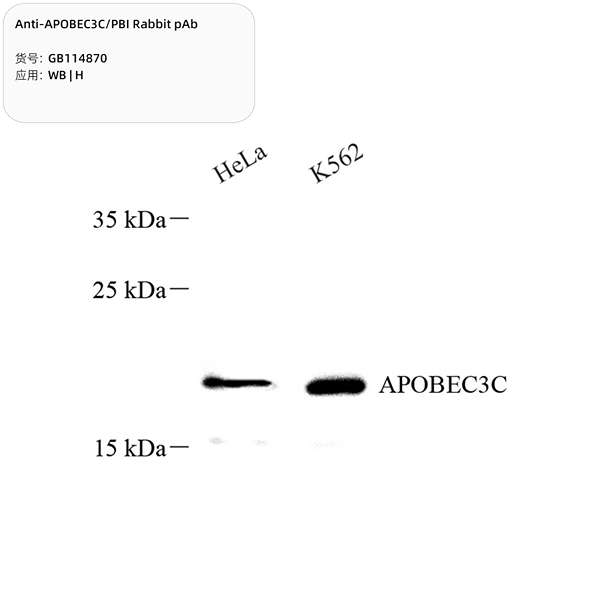 Антитела первичные, поликлональные, APOBEC3C/PBI, 100 мкл