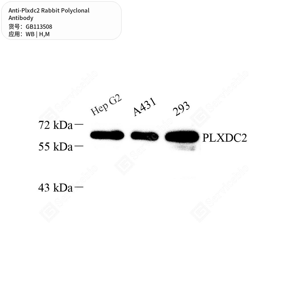 Антитела первичные, поликлональные кролика к Plxdc2 мыши, человека, 100 мкл