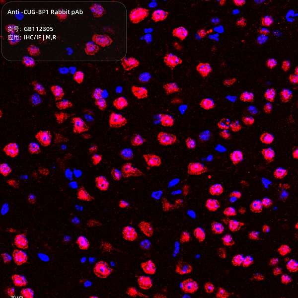 Антитела первичные, поликлональные, CUG-BP1, 100 мкл