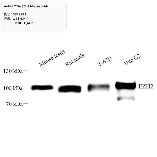 Антитела первичные, моноклональные, KMT6/EZH2, 100 мкл
