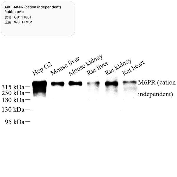 Антитела первичные, поликлональные, M6PR (cation independent), 100 мкл