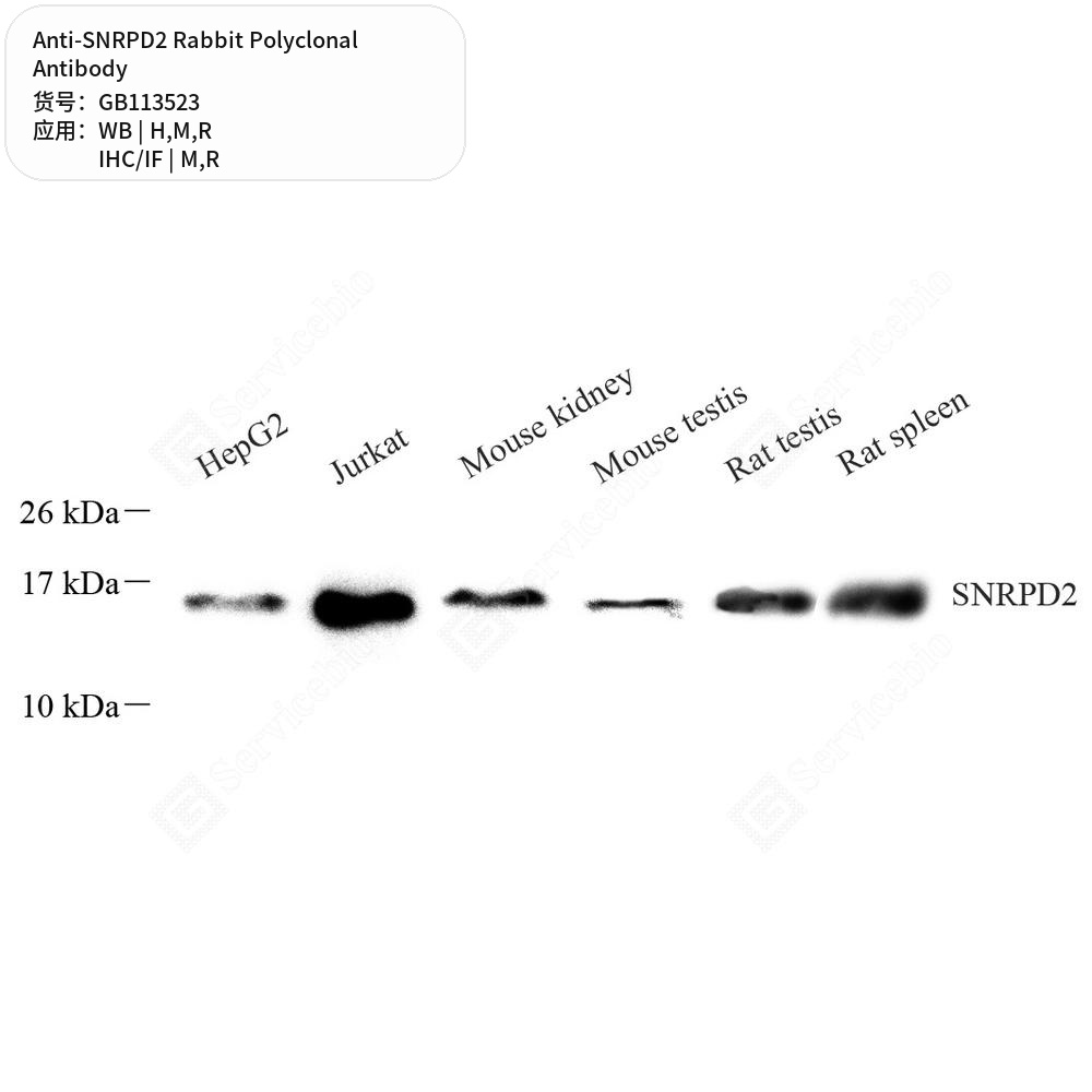 Антитела первичные, поликлональные кролика к SNRPD2 крысы, мыши, человека, 100 мкл