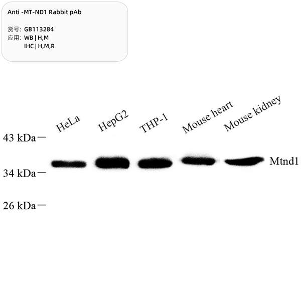Антитела первичные, поликлональные, MT-ND1, 100 мкл