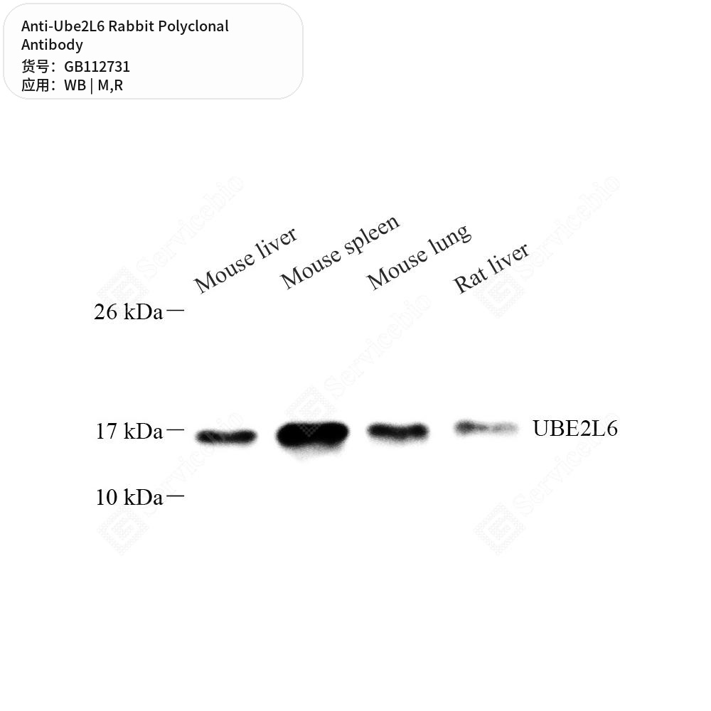 Антитела первичные, поликлональные кролика к Ube2L6 крысы, мыши, 50 мкл
