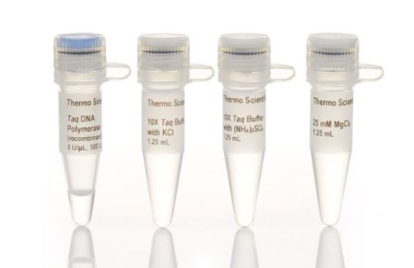 Taq ДНК-полимераза, рекомбинантная, 5 ед/мкл, 500 единиц