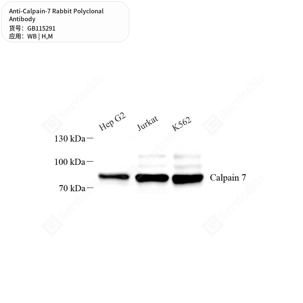 Антитела первичные, поликлональные кролика к Calpain-7 мыши, человека, 50 мкл