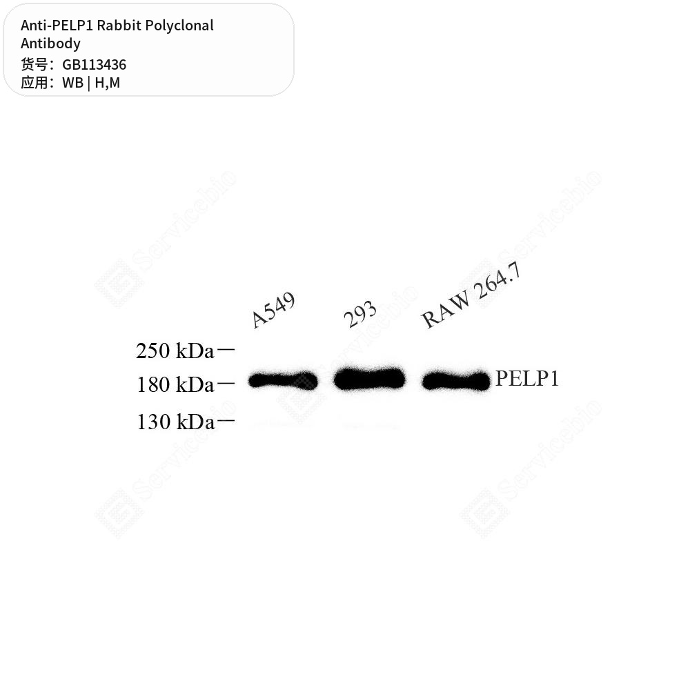 Антитела первичные, поликлональные кролика к PELP1 мыши, человека, 100 мкл