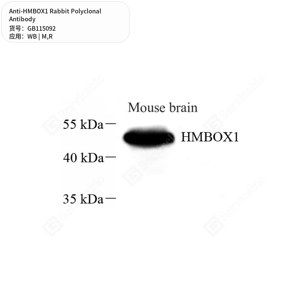 Антитела первичные, поликлональные кролика к HMBOX1 крысы, мыши, 50 мкл