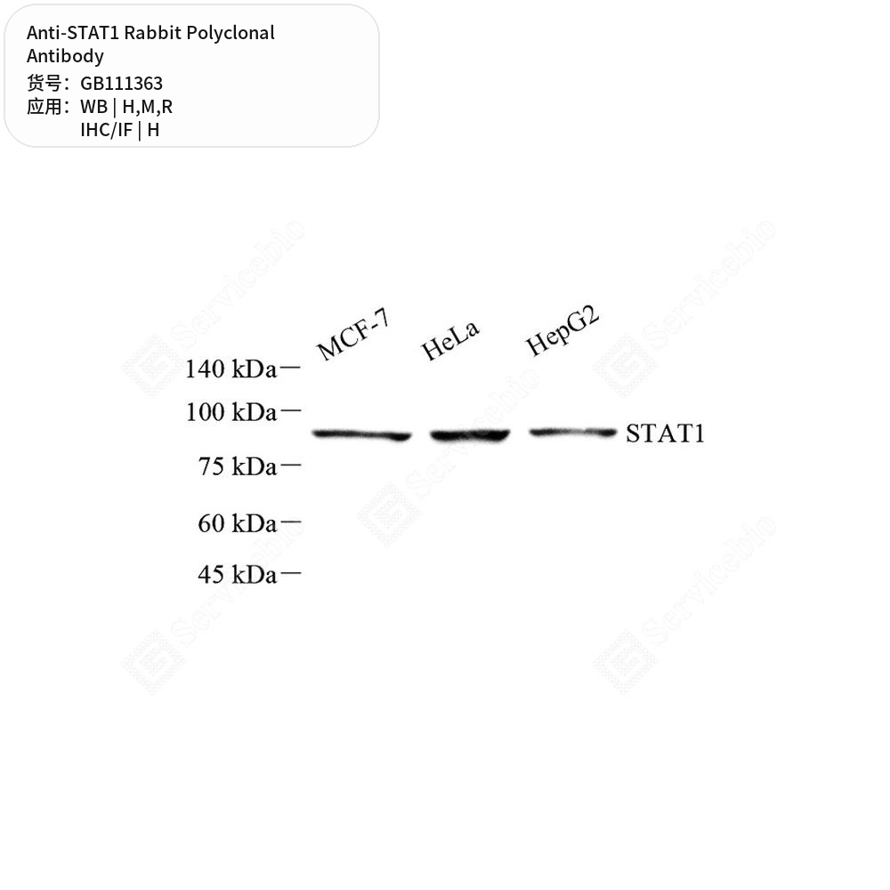 Антитела первичные, поликлональные кролика к STAT1 крысы, мыши, человека, 100 мкл