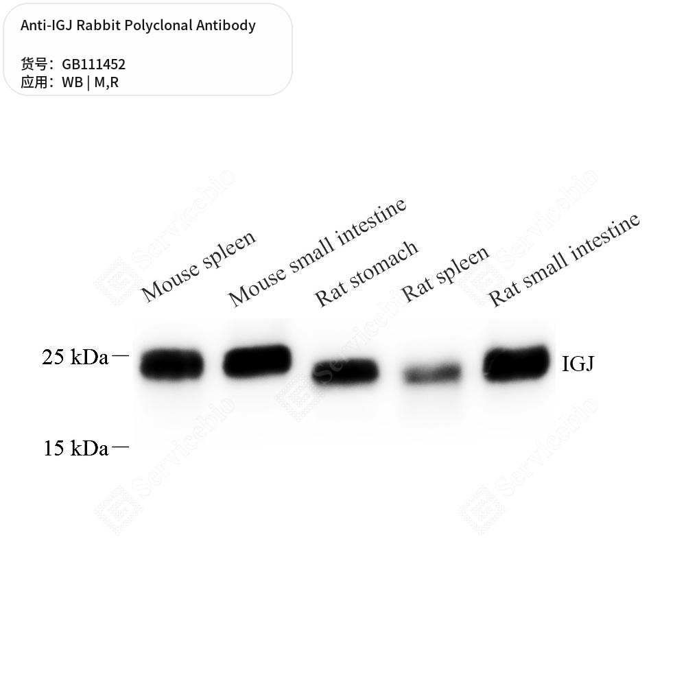 Антитела первичные, поликлональные кролика к IGJ крысы, мыши, 100 мкл
