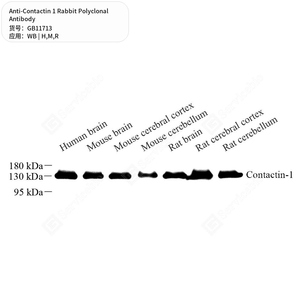 Антитела первичные, поликлональные кролика к Contactin 1 крысы, мыши, человека, 50 мкл
