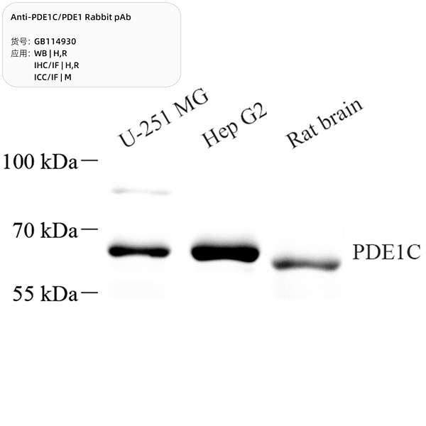 Антитела первичные, поликлональные, PDE1C/PDE1, 100 мкл