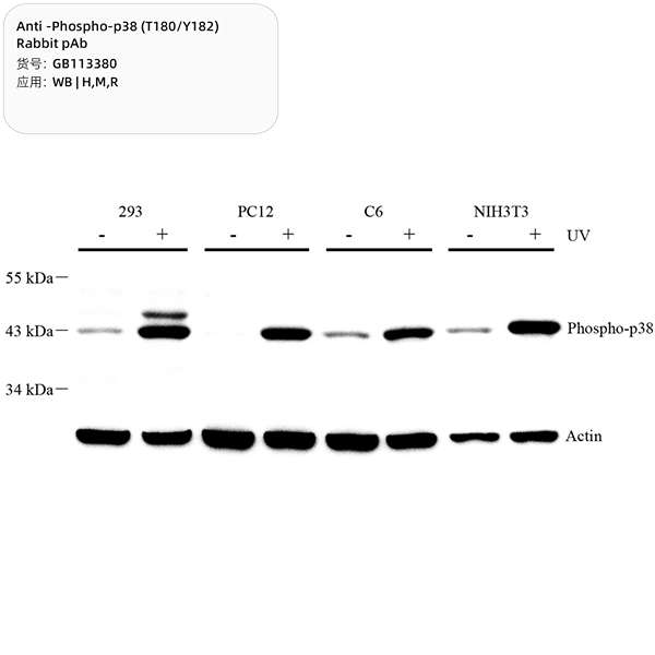 Антитела первичные, поликлональные, Phospho-p38 (T180/Y182), 100 мкл