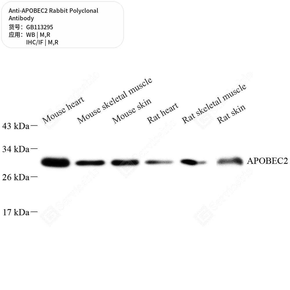 Антитела первичные, поликлональные кролика к APOBEC2 крысы, мыши, 100 мкл