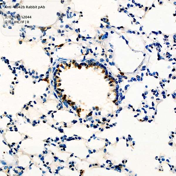Антитела первичные, поликлональные, CD42b, 100 мкл