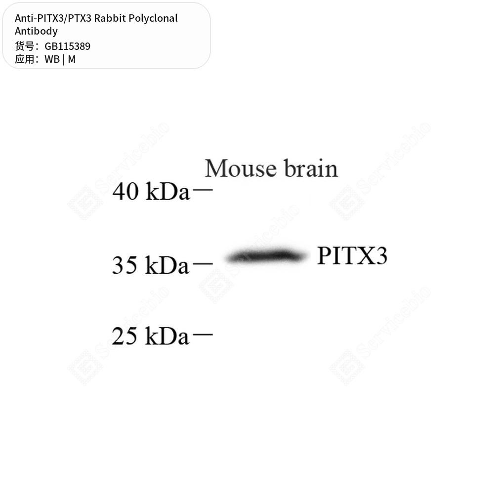 Антитела первичные, поликлональные кролика к PITX3/PTX3 мыши, 50 мкл