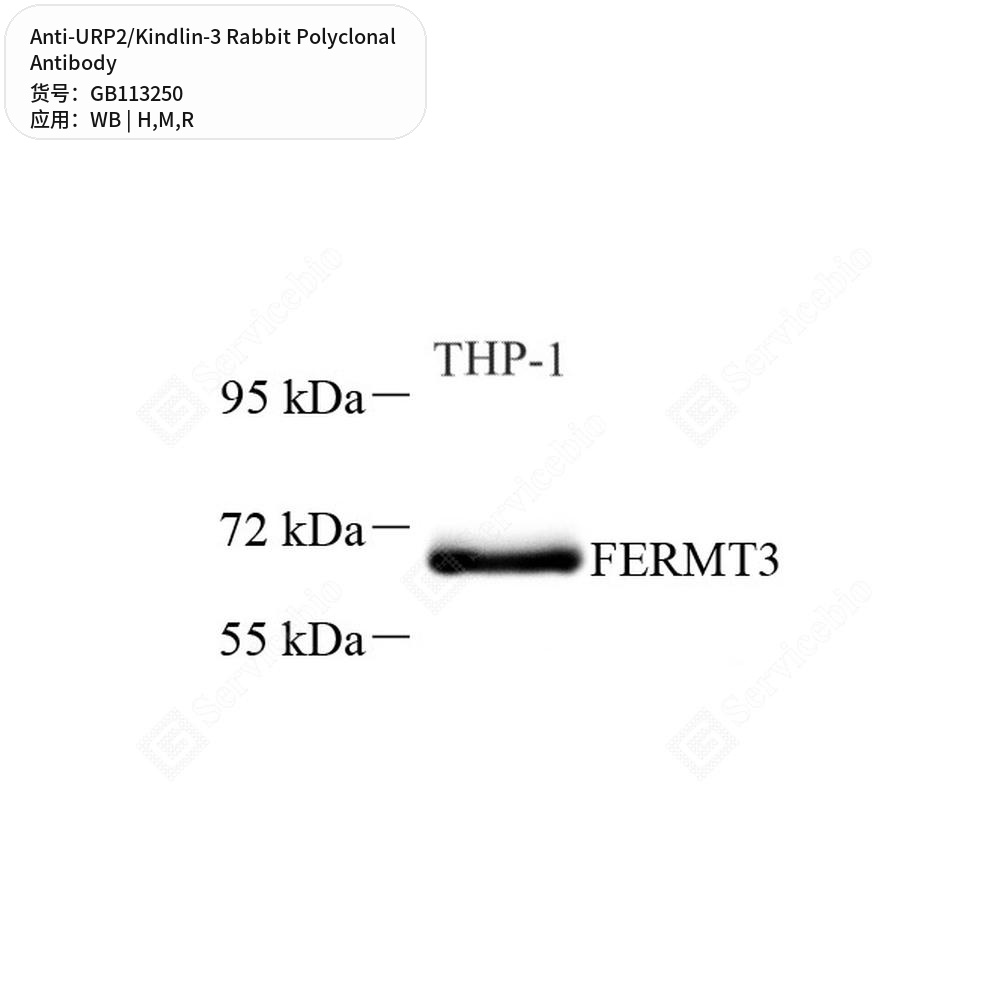 Антитела первичные, поликлональные кролика к URP2/Kindlin-3 крысы, мыши, человека, 100 мкл