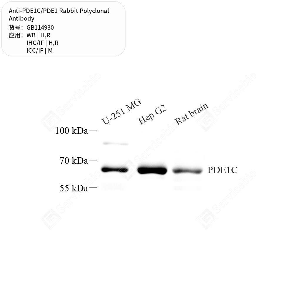 Антитела первичные, поликлональные кролика к PDE1C/PDE1 крысы, мыши, человека, 50 мкл