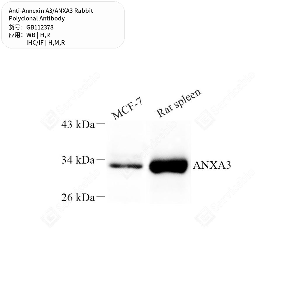 Антитела первичные, поликлональные кролика к Annexin A3/ANXA3 крысы, мыши, человека, 100 мкл