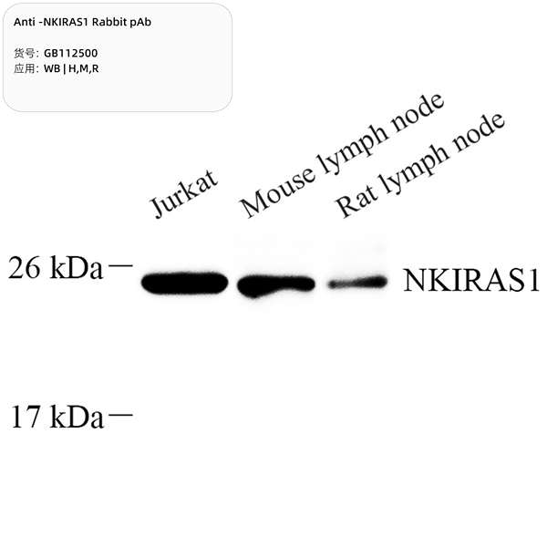 Антитела первичные, поликлональные, NKIRAS1, 100 мкл