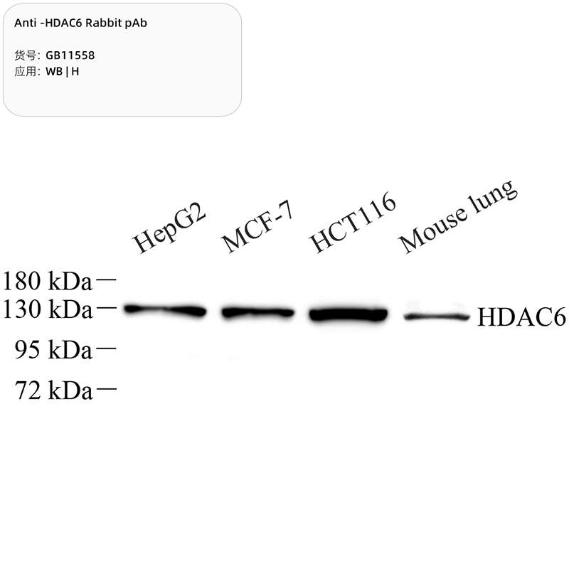 Антитела первичные, поликлональные, HDAC6, 100 мкл