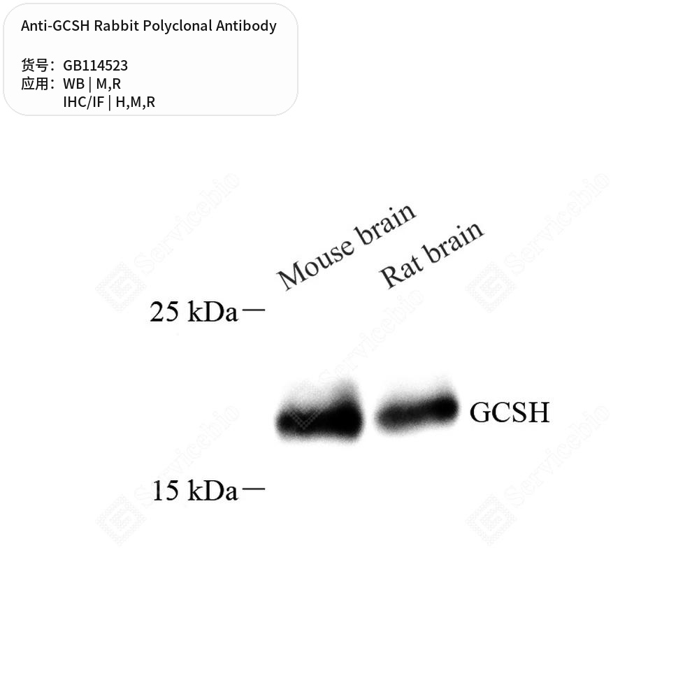 Антитела первичные, поликлональные кролика к GCSH крысы, мыши, человека, 50 мкл