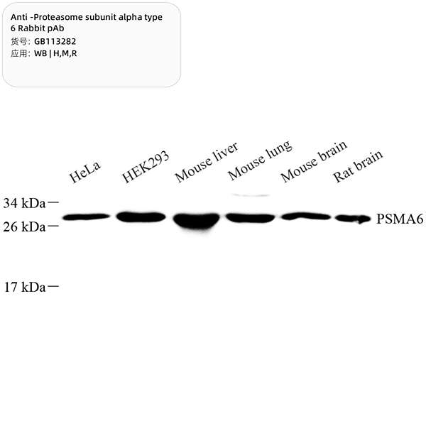 Антитела первичные, поликлональные, Proteasome subunit alpha type 6, 100 мкл