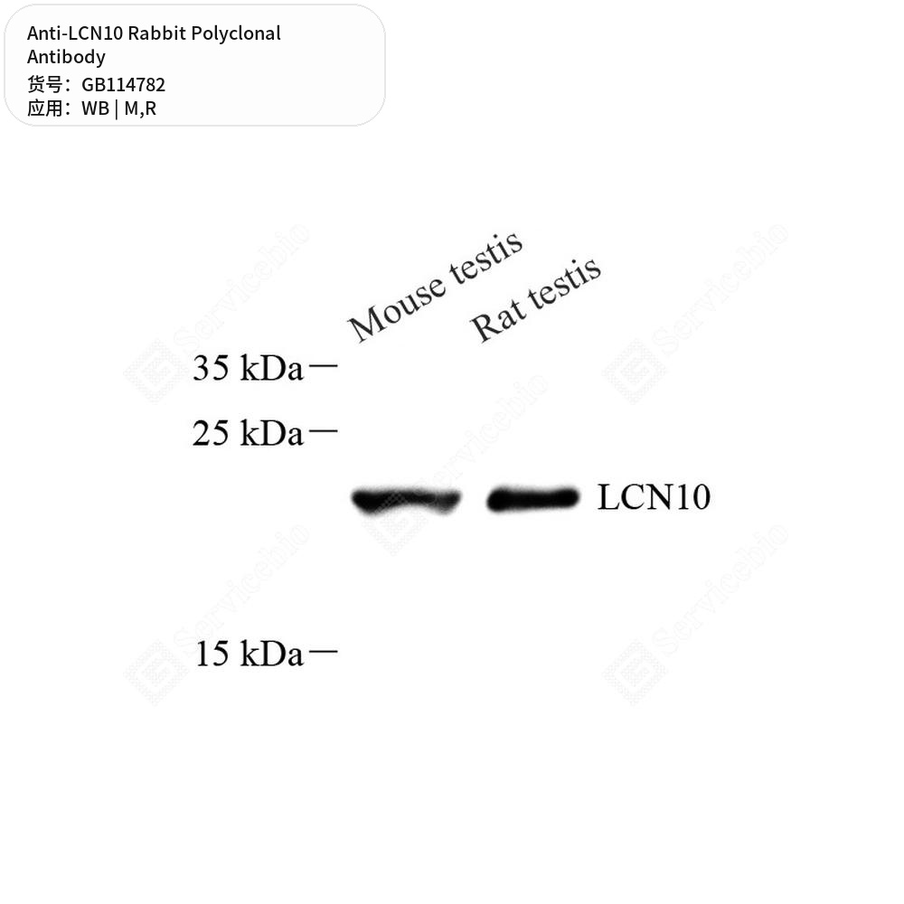 Антитела первичные, поликлональные кролика к LCN10 крысы, мыши, 100 мкл