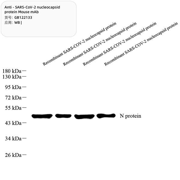 Антитела первичные, моноклональные, SARS-CoV-2 nucleocapsid protein, 100 мкл